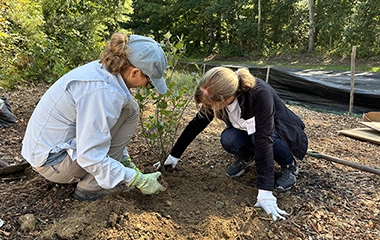 Volunteers planting plants in the dirt