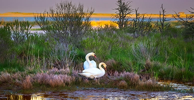Swans in a swamp