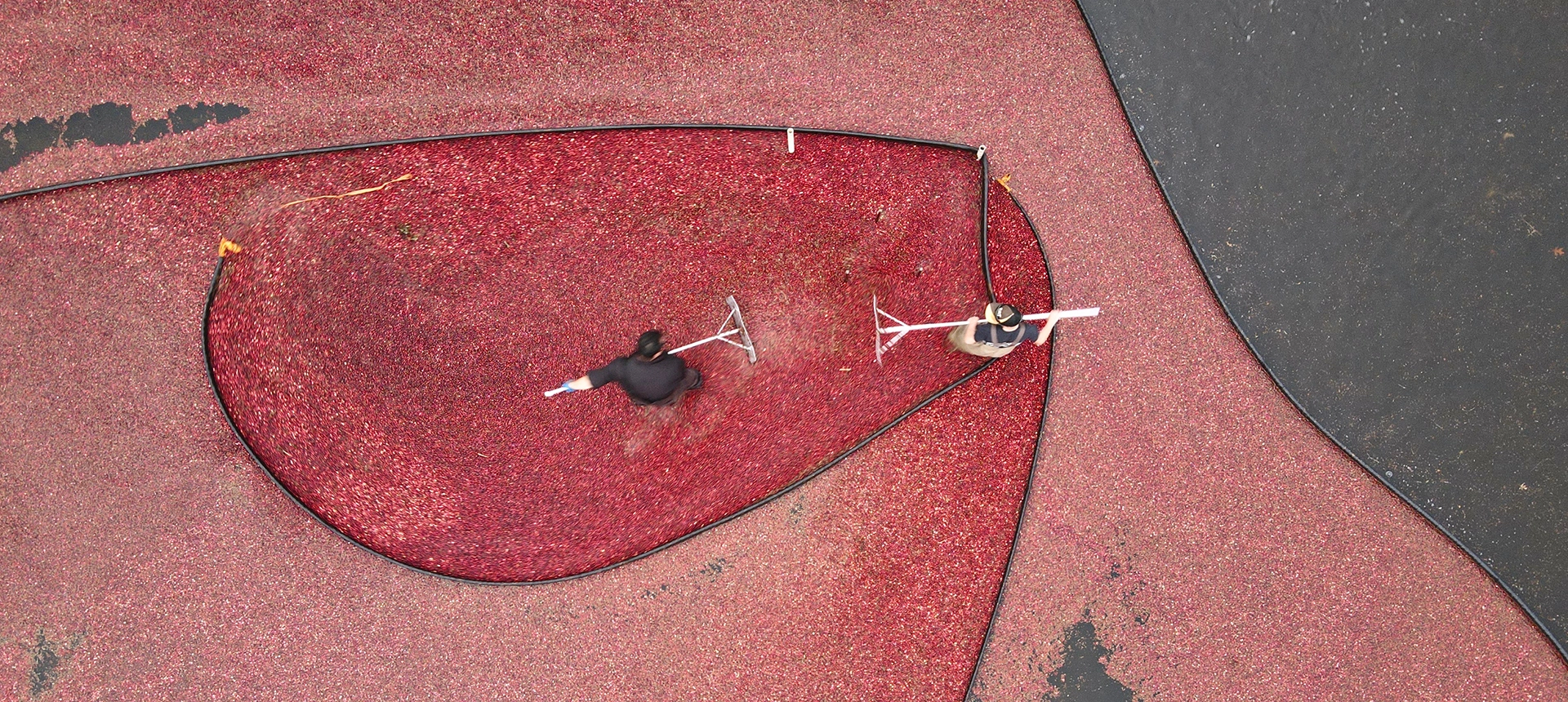 Cranberry Harvest drone shot