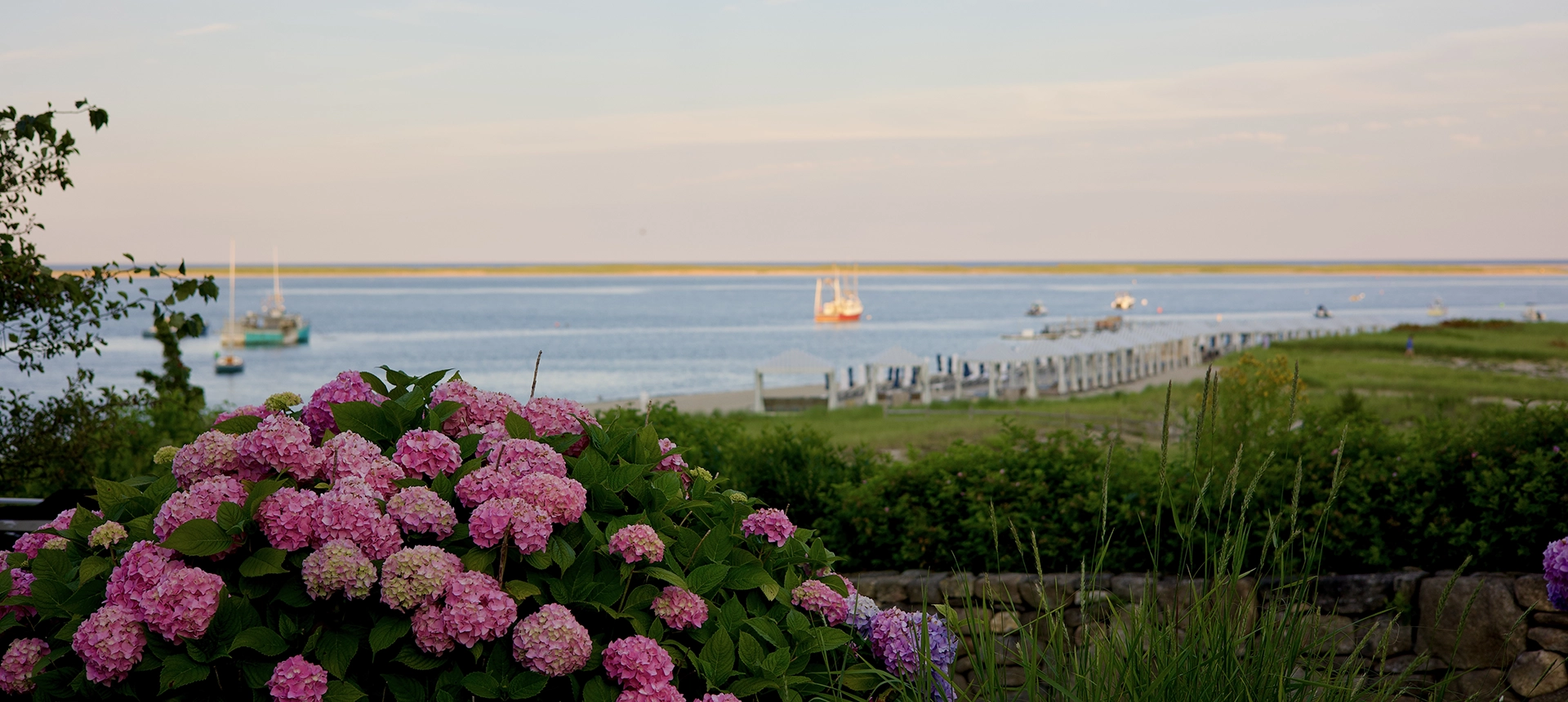 Summer evening overlooking ocean with seagrass and pink hydrangeas.