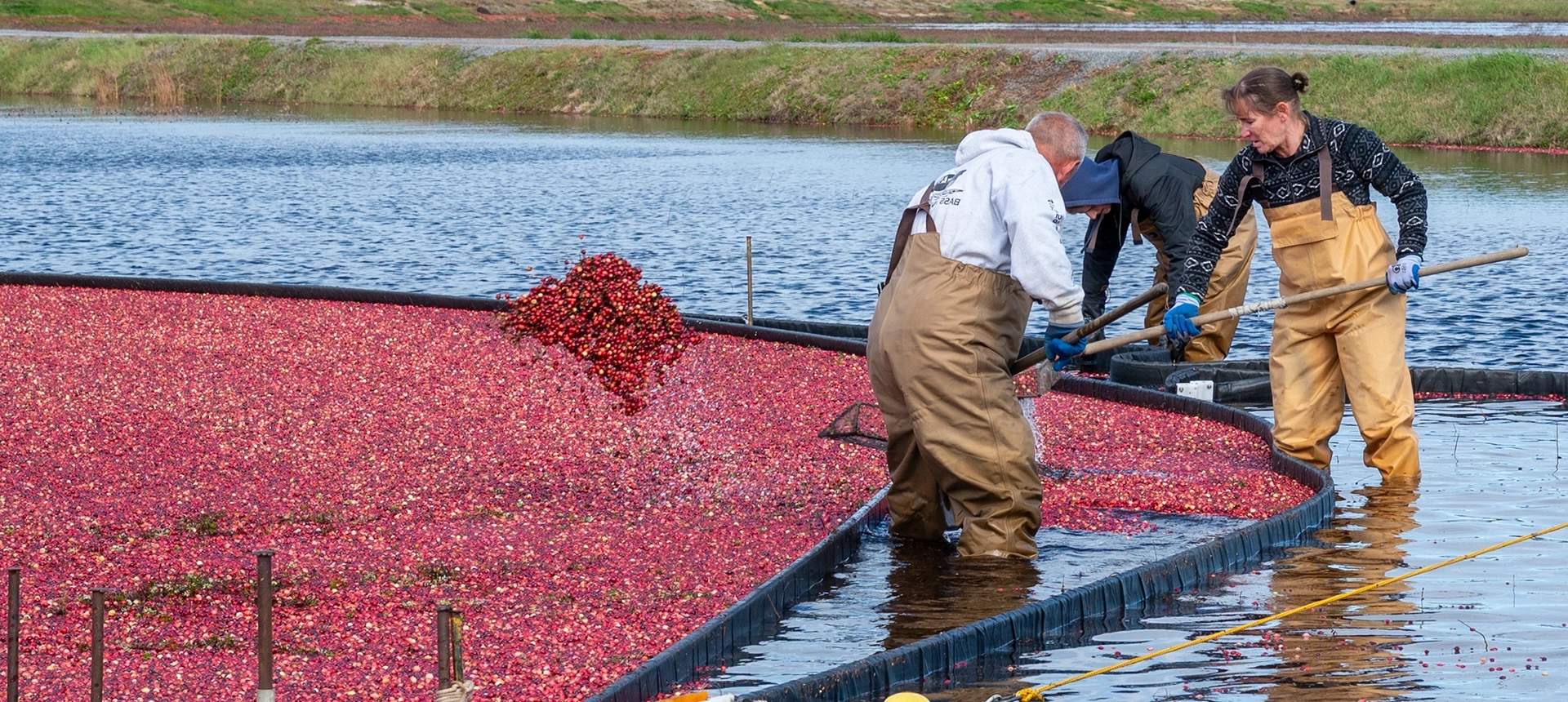 Cranberry farmers in the water