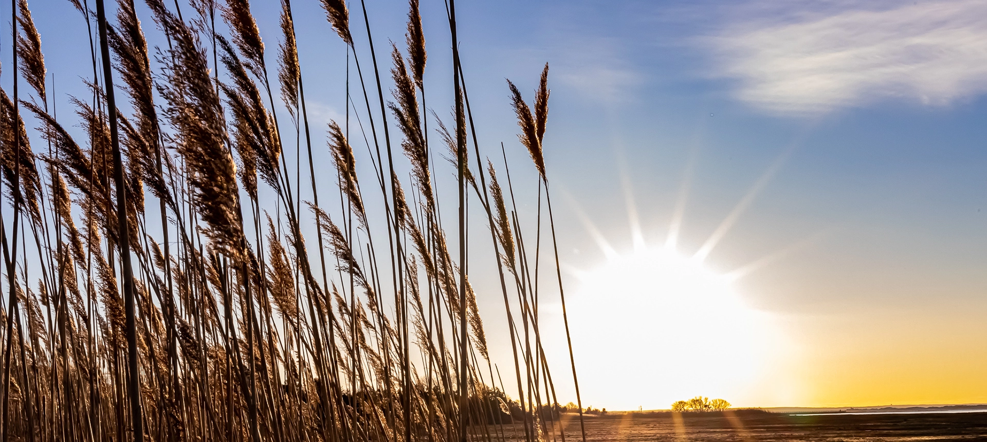 Marsh Sunset - Cattails blow in the marsh wind at golden hour